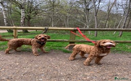 Australian Labradoodle dogs for stud: Australian Labradoodle Stud – Excellent Bloodlines - Image 11
