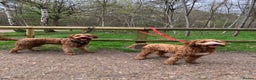 Australian Labradoodle dogs for stud: Australian Labradoodle - Fully Tested, Top Lines - Advert 14