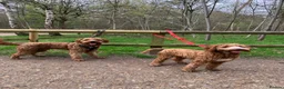 Australian Labradoodle dogs for stud: Australian Labradoodle - Fully Tested, Top Lines - Advert 14