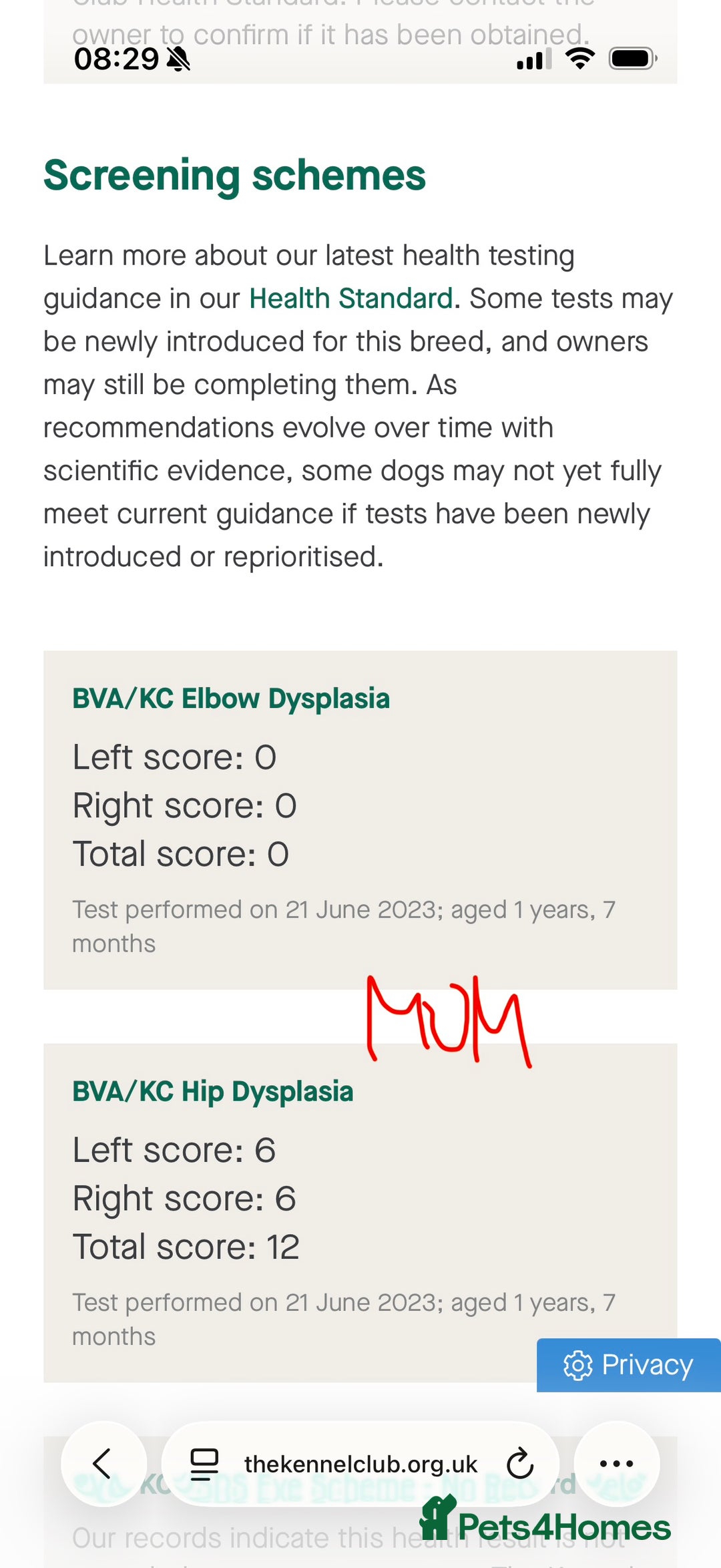 German Shepherd dogs for sale: Stunning Working line German Shepherd - Advert 26