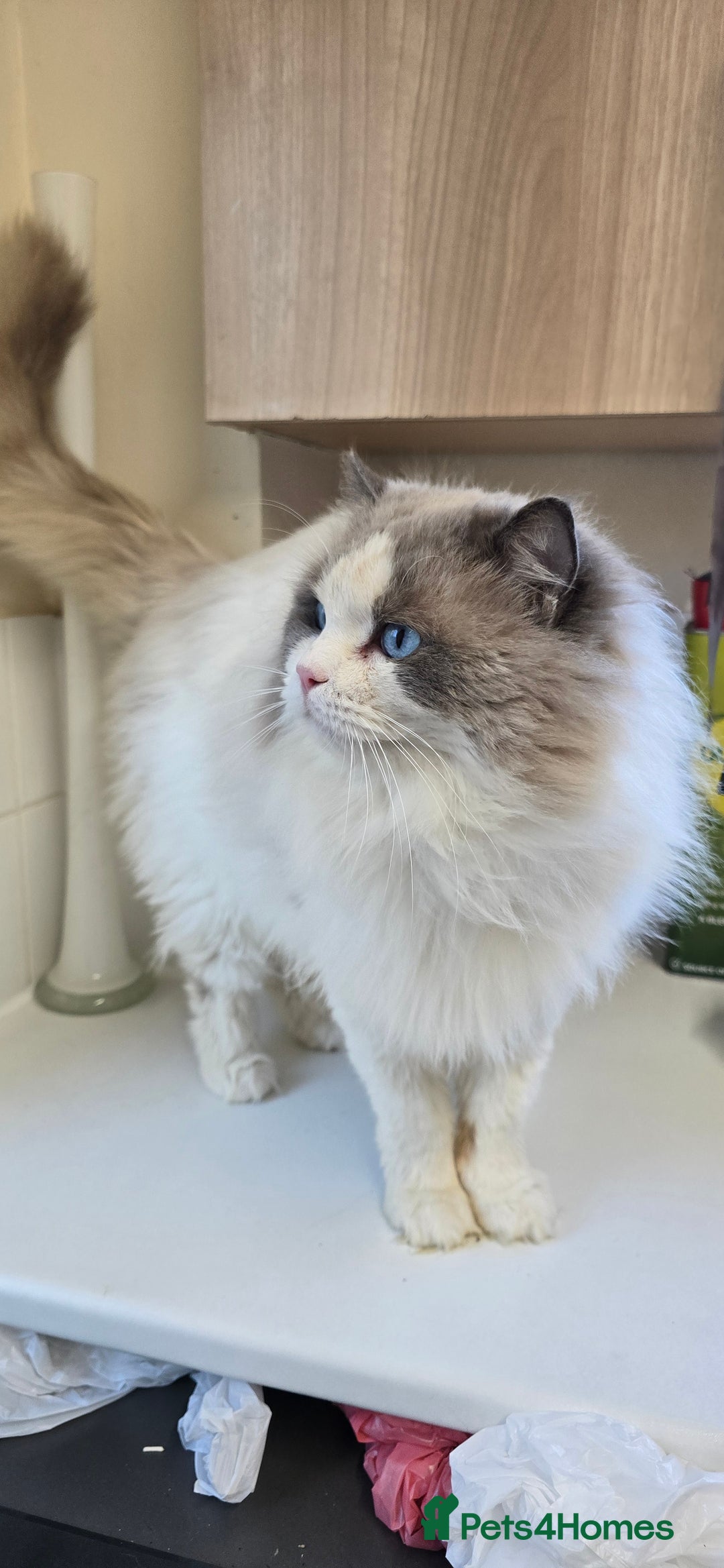 Ragdoll cats for sale: Ragdoll - Advert 1