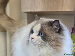 Ragdoll cats Ragdoll - Advert 1