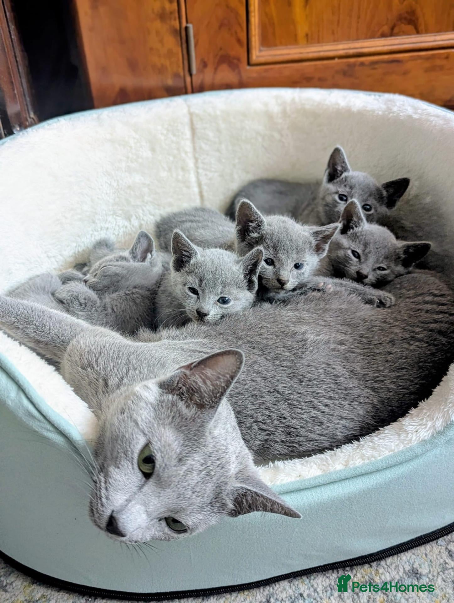 Russian Blue cats Beautiful GCCF Registered Russian Blue Kittens - Advert 1