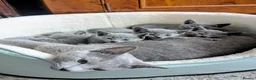 Russian Blue cats for sale: Beautiful GCCF Registered Russian Blue Kittens - Advert 1
