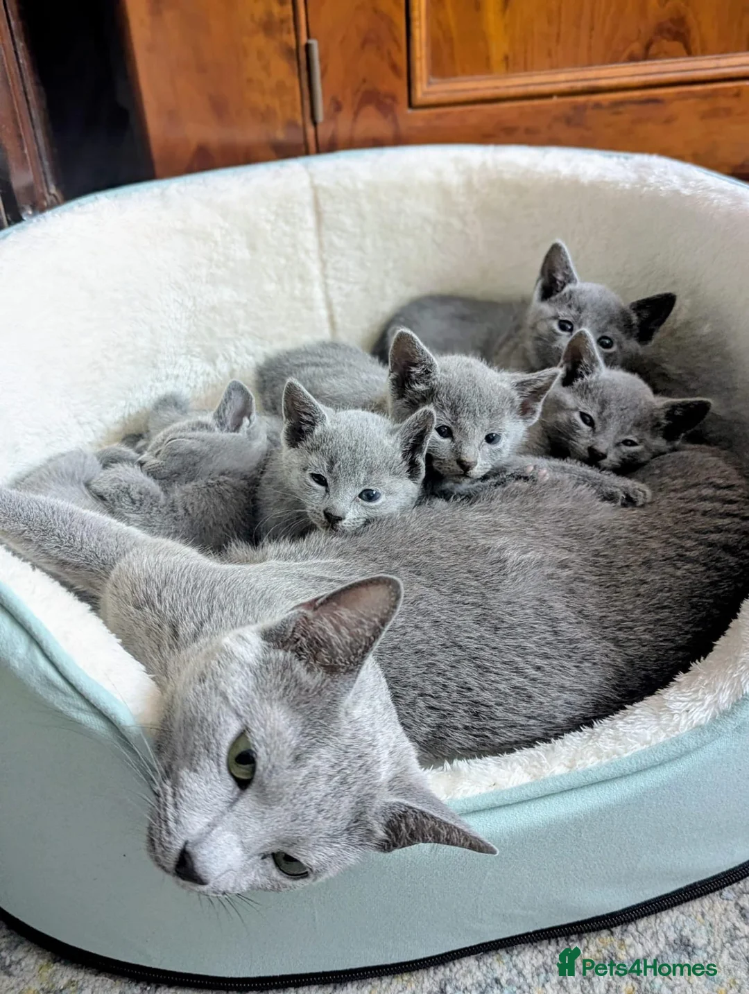 Russian Blue cats for sale: Beautiful GCCF Registered Russian Blue Kittens - Advert 1