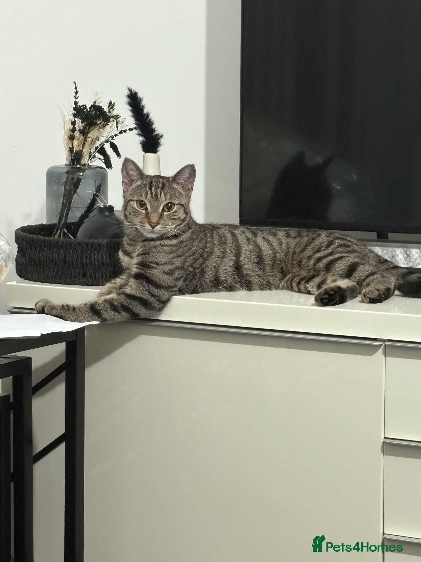 Mixed Breed cats Tabby short hair domestic  - Advert 1