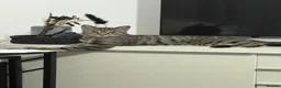 Mixed Breed cats for sale: Tabby short hair domestic  in Dagenham - Advert 1