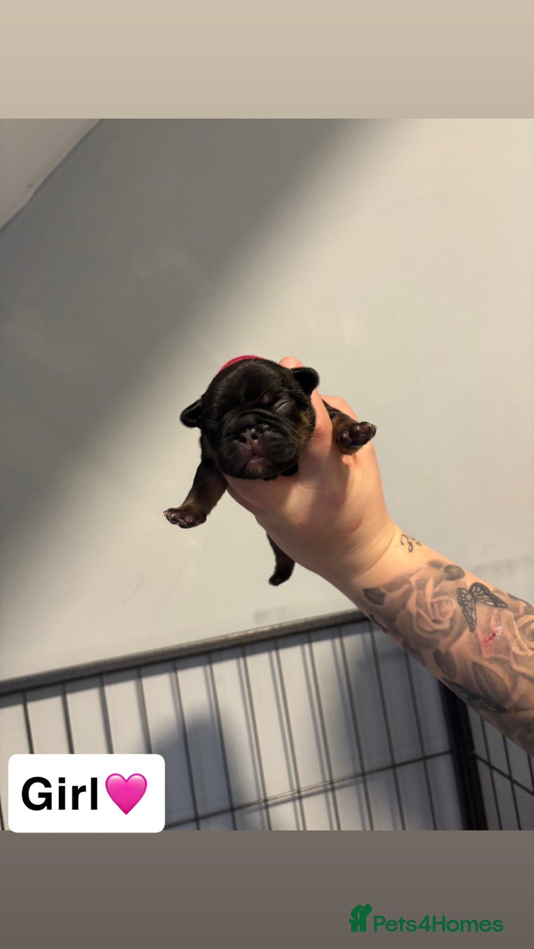 French Bulldog dogs for sale: The final 3 Kc registered French Bulldogs🐾 - Image 11