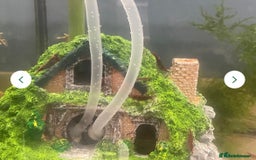 Shrimps fish for sale: Red/crystal red shrimps also baby guppies for sale - Image 2