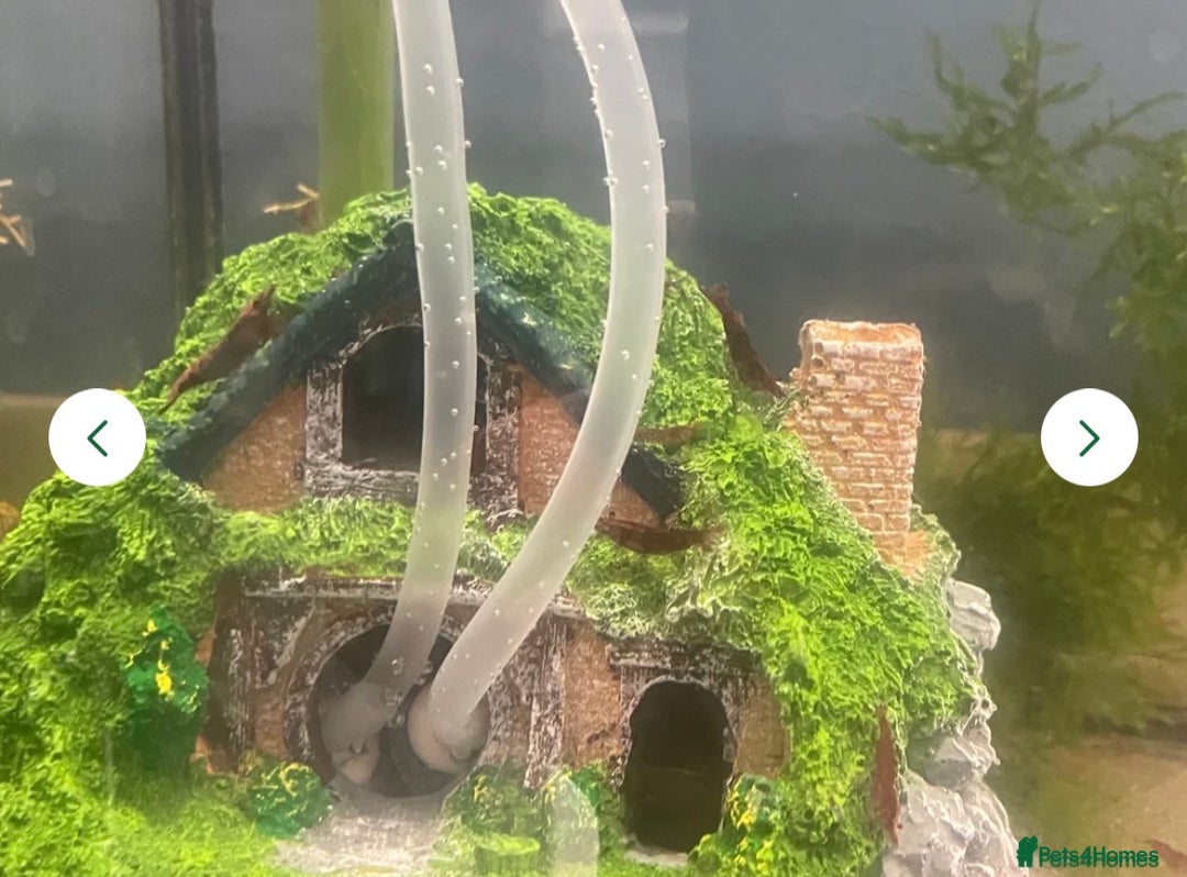 Shrimps fish for sale: Red/crystal red shrimps also baby guppies for sale - Image 2