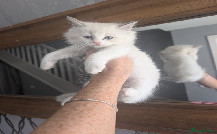 Ragdoll cats - Advert 10
