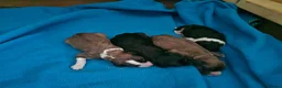 Mixed Breed dogs for sale: Beautiful Bordoodle Puppies from family home - Advert 8