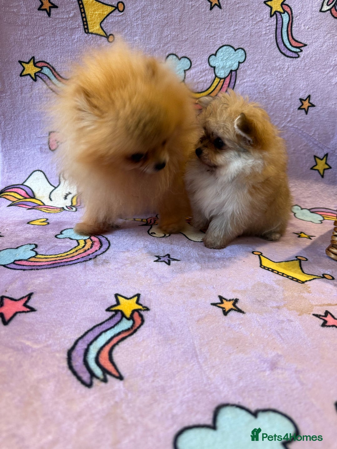 Mixed Breed dogs for sale: Maltipom  - Advert 11