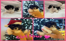 Shih Tzu dogs for sale: Beautiful litter of 6 Shih Tuz pups  - Advert 6