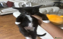 Bengal cats for sale: 2 bengal cats for sale  - Image 3