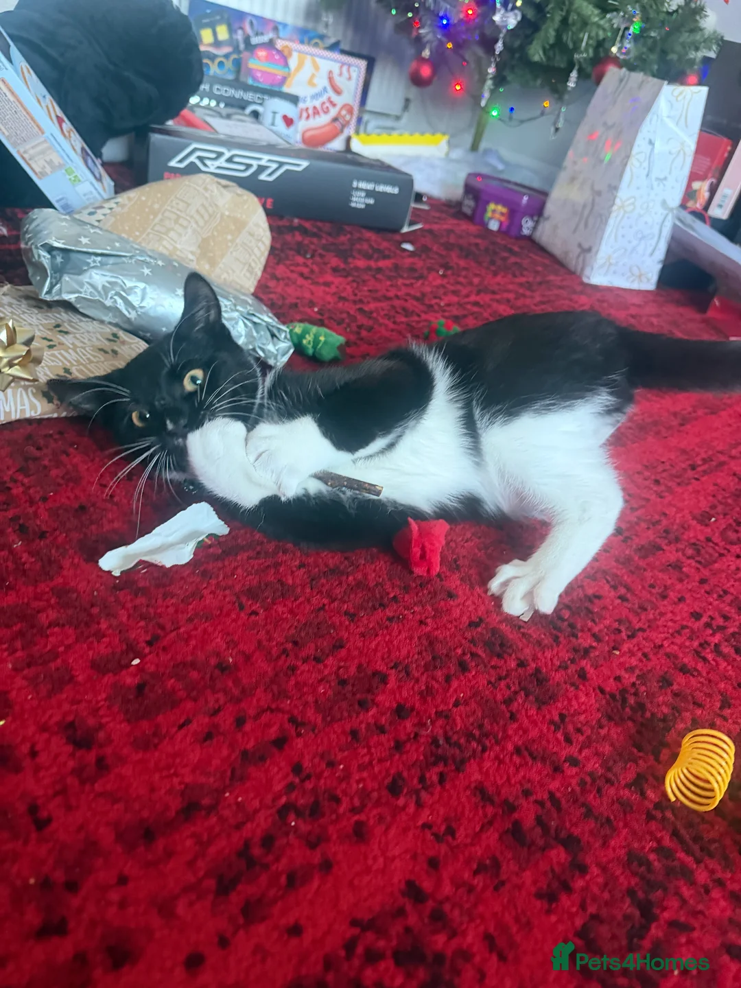 British Shorthair cats for sale: Beautiful Boy for Adoption - Advert 5