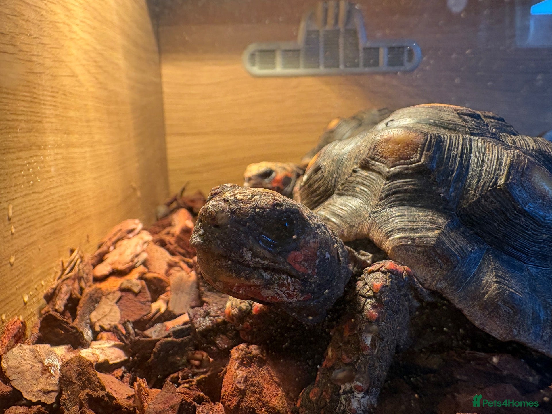Tortoise reptiles Red footed female tortoises - Advert 7