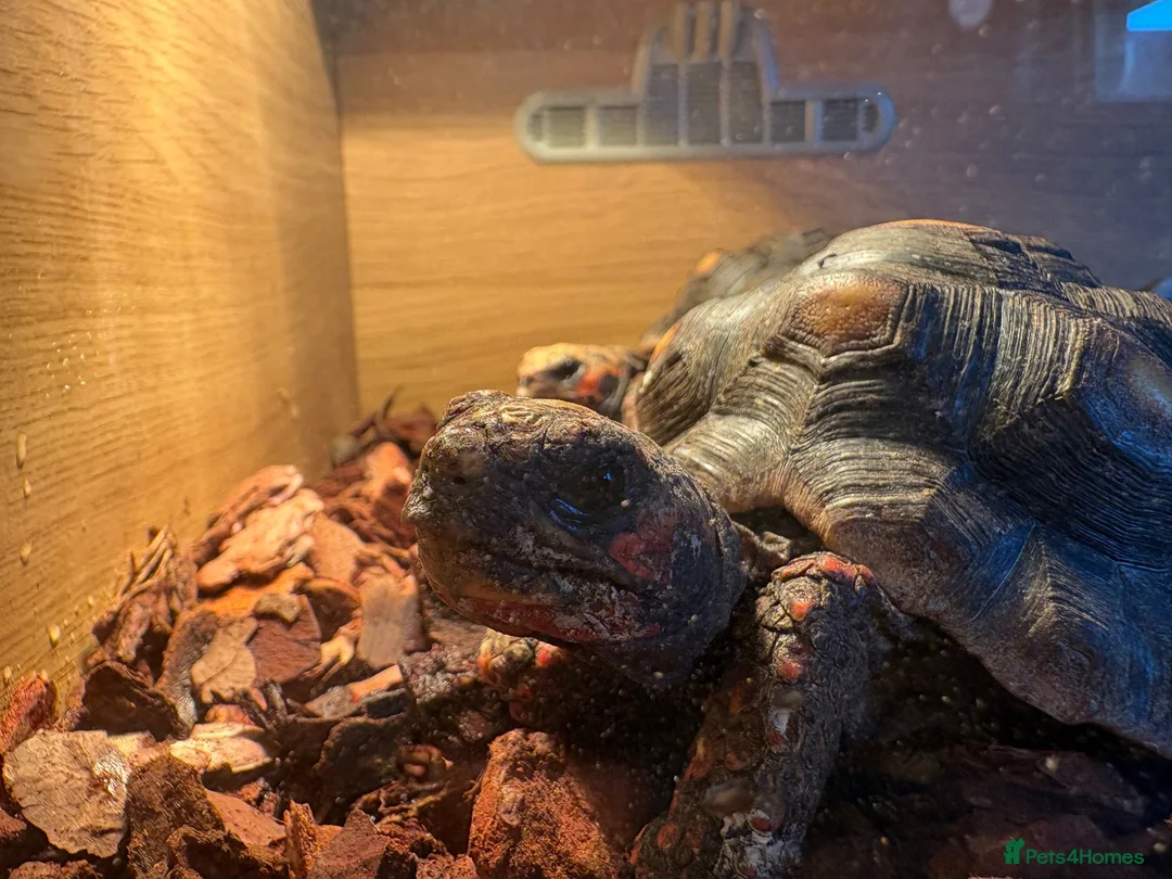 Tortoise reptiles for sale: Red footed female tortoises - Advert 1