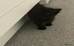 Domestic Shorthair cats for sale: Kittens - Image 3