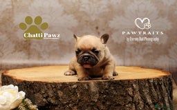 French Bulldog dogs for sale: 🐾 Beautiful French Bulldog Puppies 🐶 - Image 23