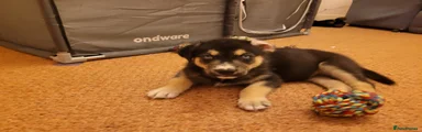 Shaggydog