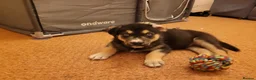 Mixed Breed dogs for sale: Husky Cross Puppies - Advert 3