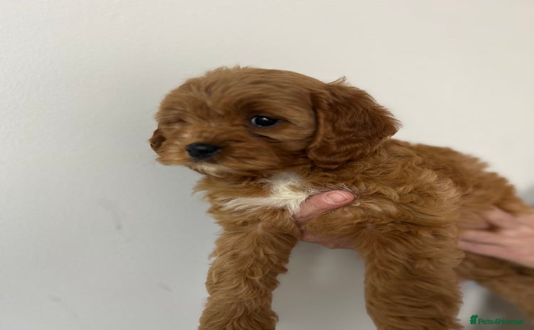 Cavapoo dogs - Advert 3