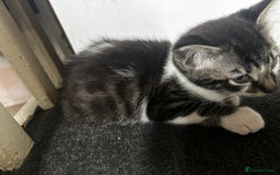 Domestic Shorthair cats for sale: 2 Female & 1 Male adorable baby kittens for SALE🐈 - Image 3