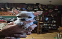 Chihuahua dogs for sale: Chihuahua puppies  - Image 6