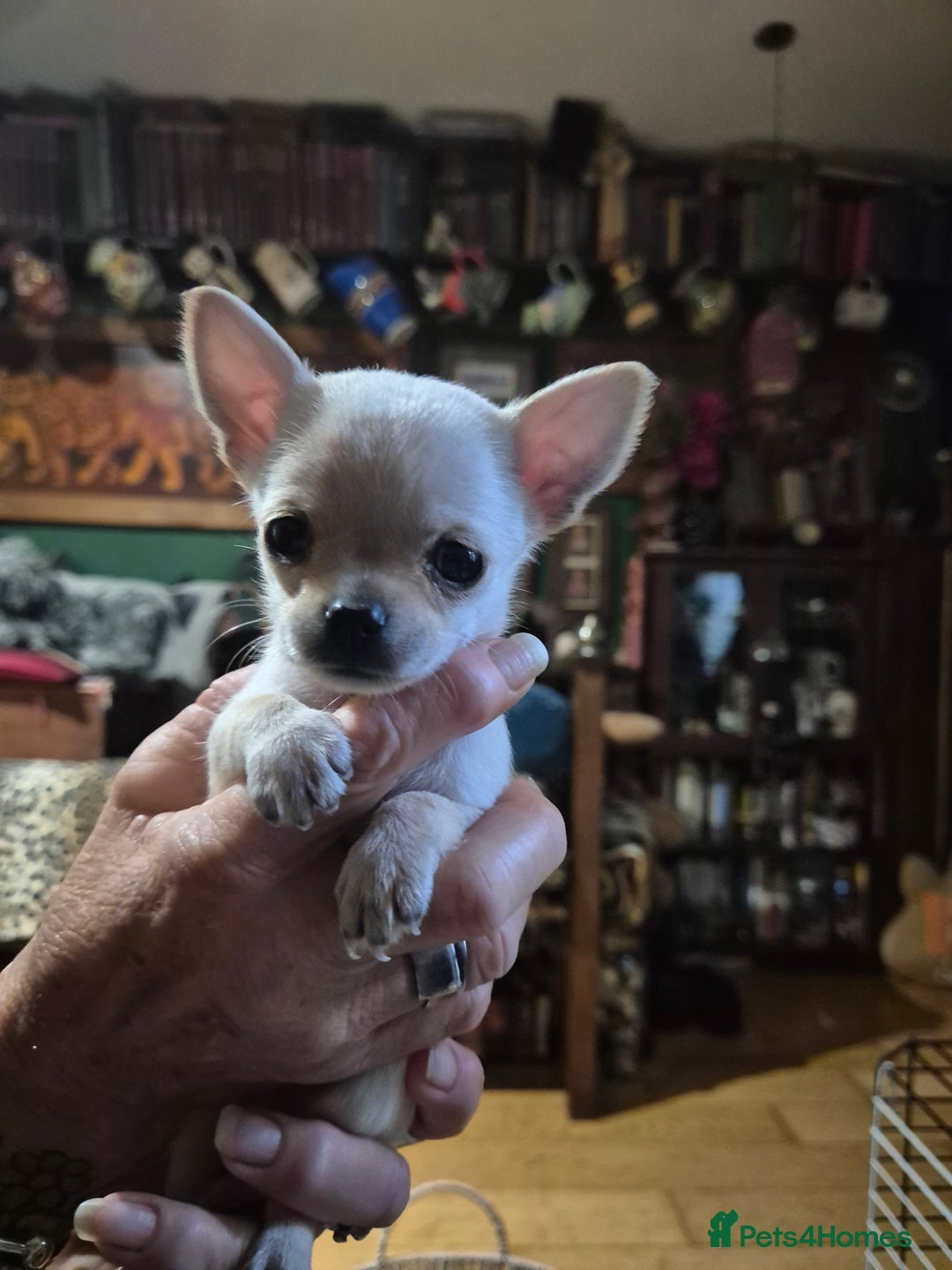 Chihuahua dogs for sale: Chihuahua puppies  - Image 6