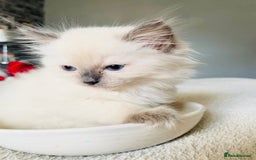 Ragdoll cats for sale: Ragdoll kittens - Image 9