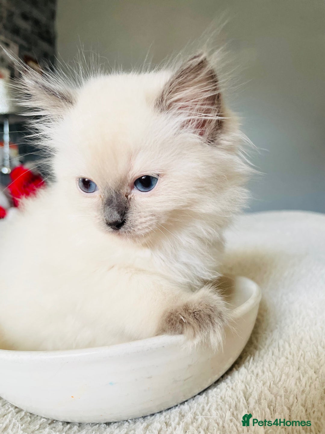 Ragdoll cats for sale: Ragdoll kittens - Image 9