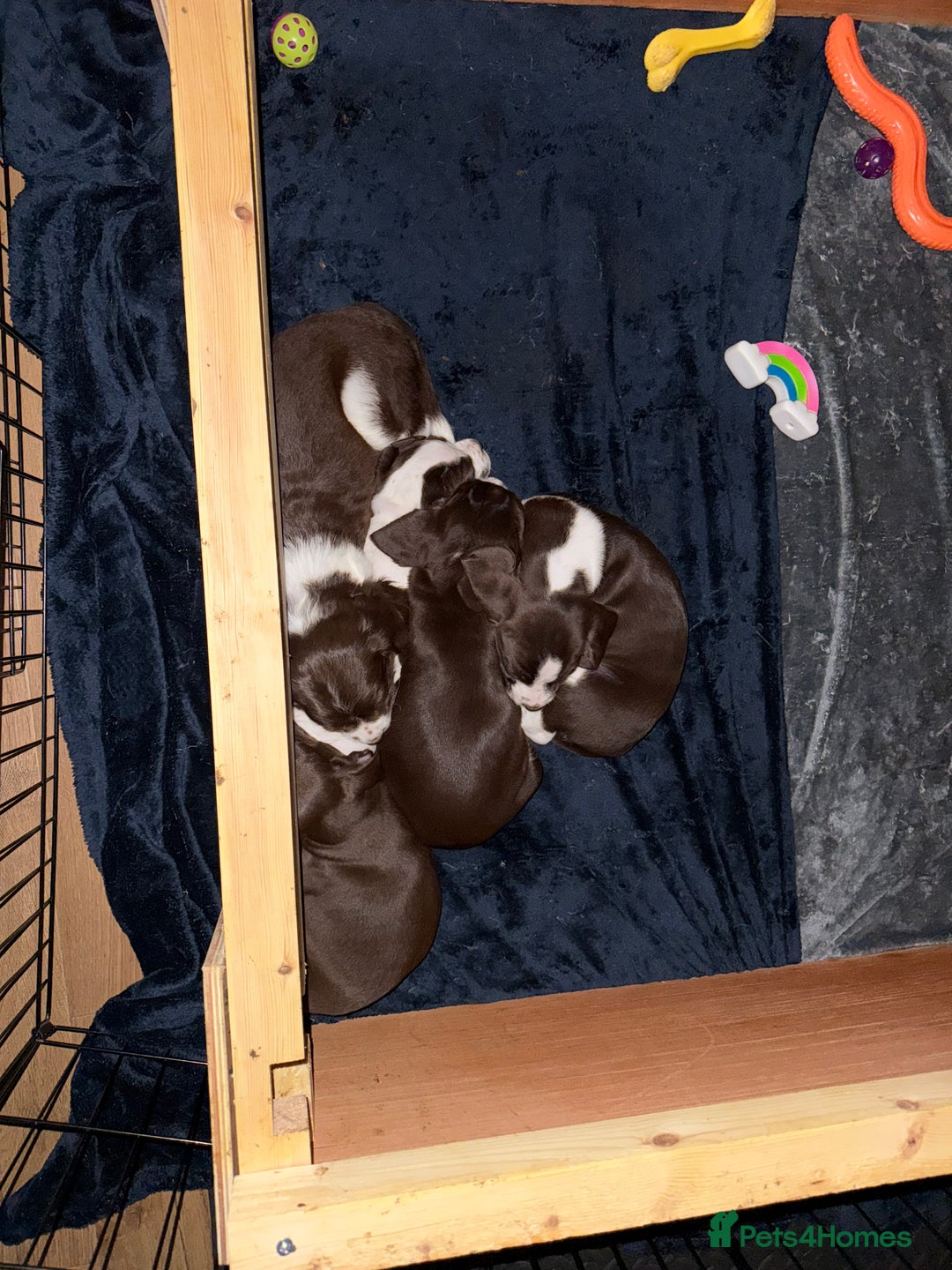 Mixed Breed dogs for sale: Chi sprocker  - Image 7