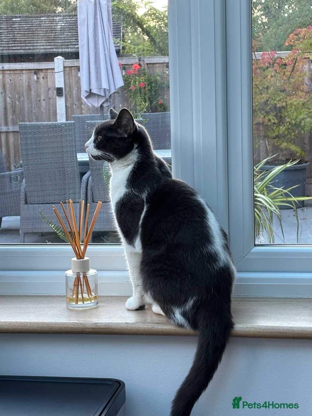 British Shorthair cats for sale: Boo - Grey & White (Female) 6 years old - Image 6
