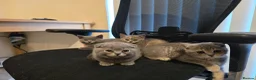 Scottish Fold cats for sale: TICA Vaccinated&Ready  toLeave SCOTTISH FOLD  - Advert 7