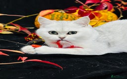 British Shorthair cats for sale: Tica British short hair kittens  - Image 19