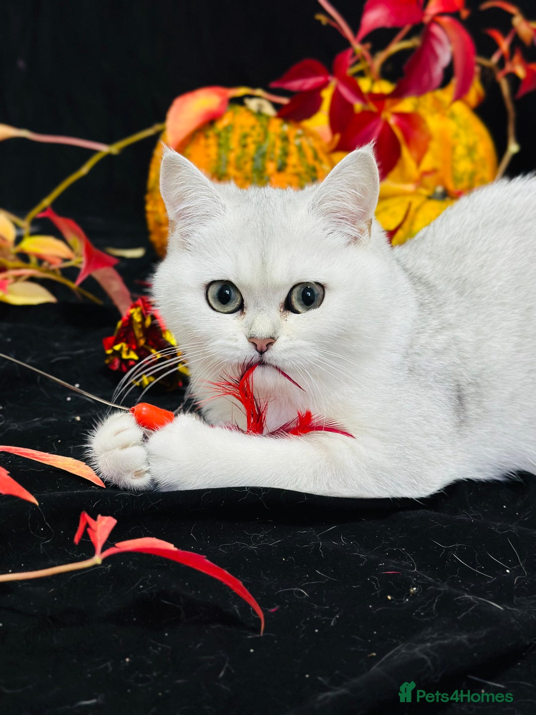 British Shorthair cats for sale: Tica British short hair kittens  - Image 19