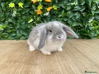 Mini Lop rabbits Mini lops ready to reserve - Advert 10
