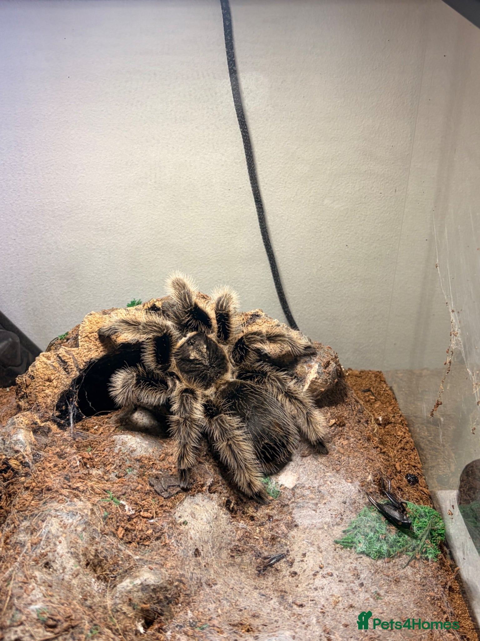 Mixed Breed reptiles Curly Hair Tarantula  - Advert 1