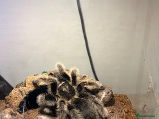 Mixed Breed reptiles Curly Hair Tarantula - Advert 6