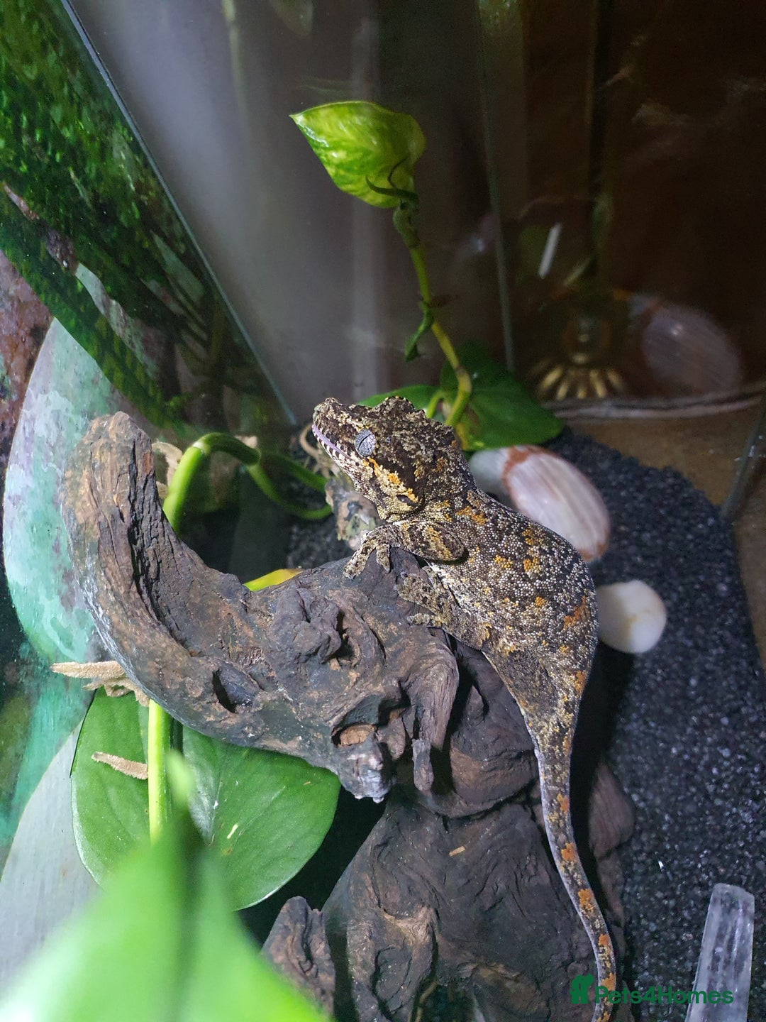 Gecko reptiles for sale: Friendly Gargoyle Gecko - Advert 1