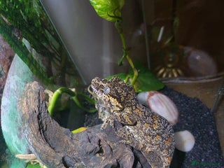 Gecko reptiles Friendly Gargoyle Gecko - Advert 1