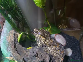 Gecko reptiles Friendly Gargoyle Gecko - Advert 20