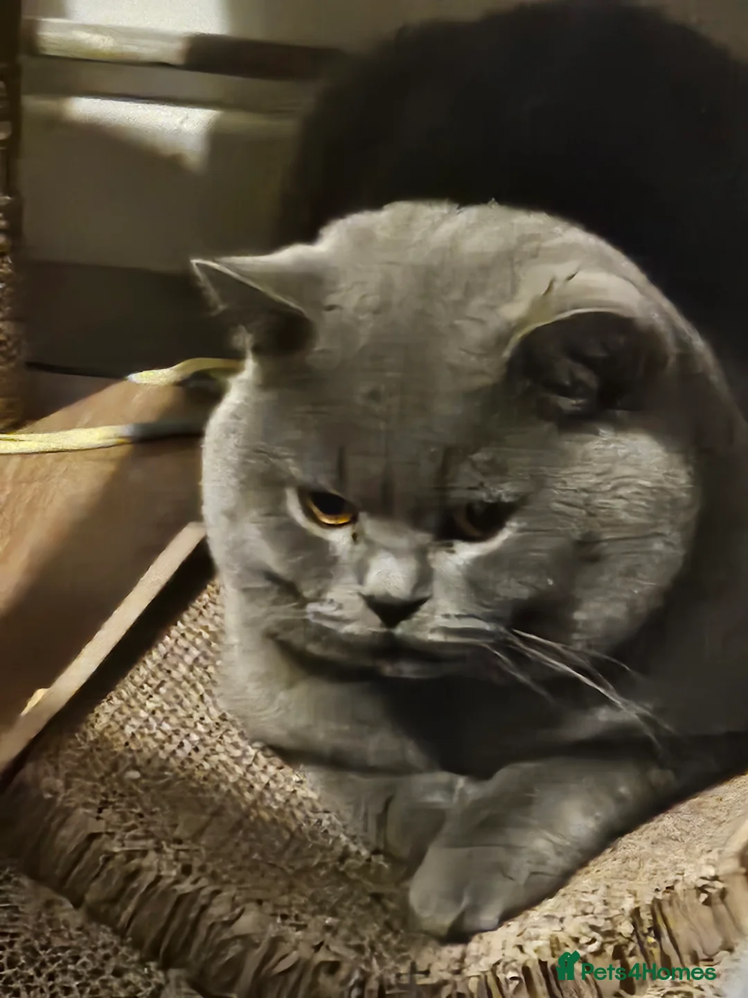 British Shorthair cats for stud: British short hair Bud the stud in London - Advert 15