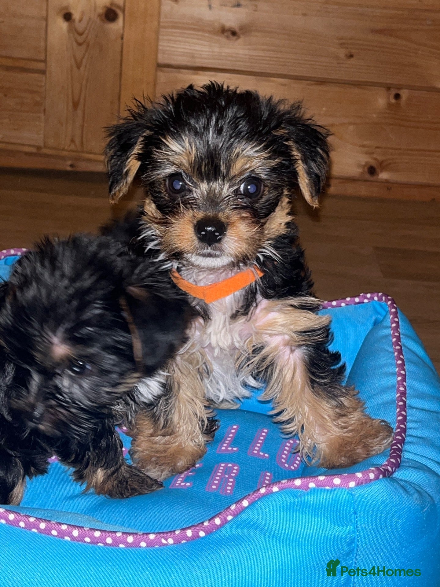 Yorkshire Terrier dogs Yorkshire terrier puppies - Advert 1