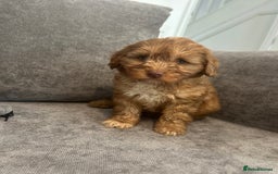 Cockapoo dogs for sale: Cockapoo puppies - Image 12