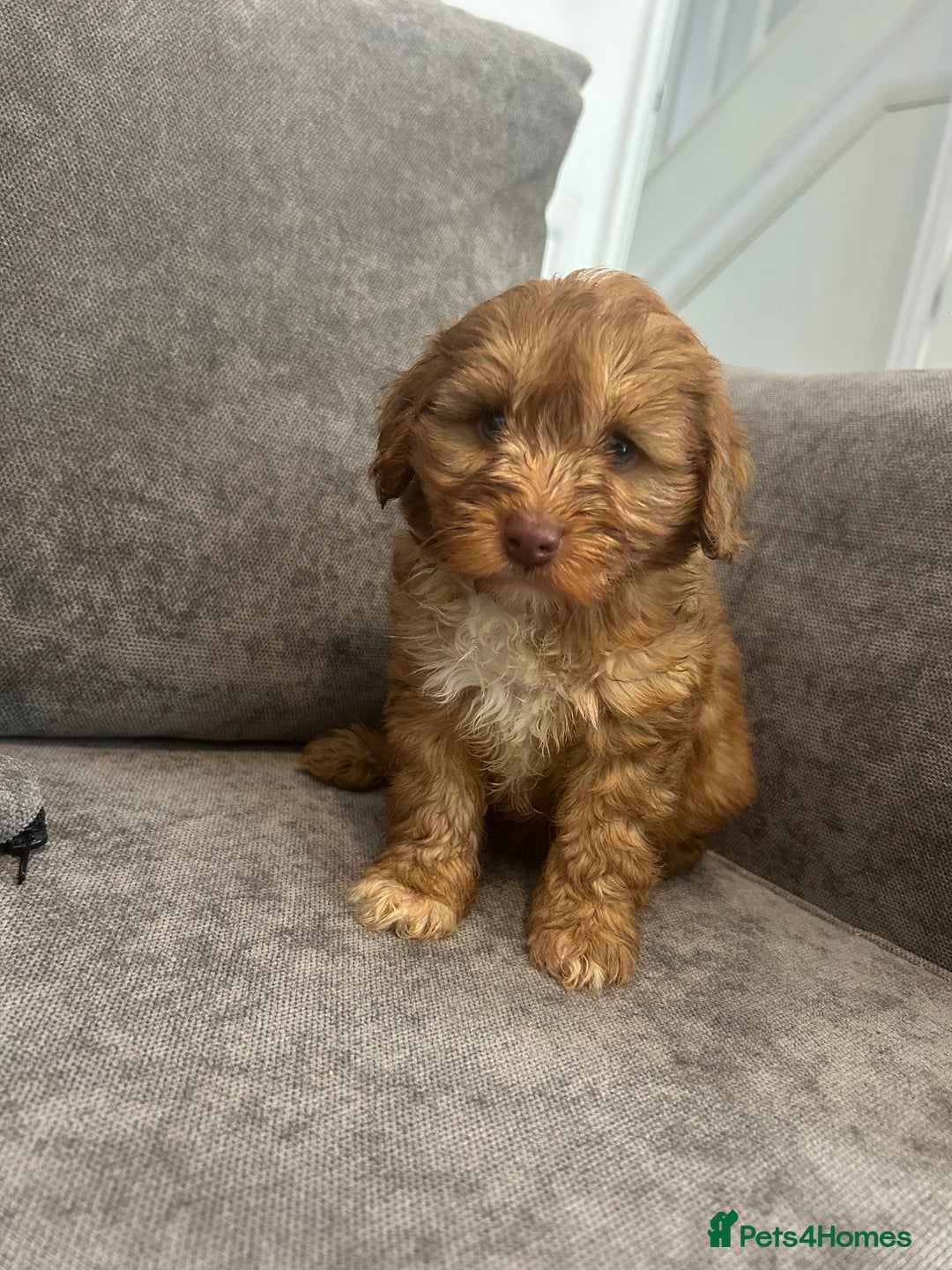 Cockapoo dogs for sale: Cockapoo puppies - Image 12