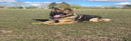German Shepherd dogs for sale: GSD pups - Advert 9