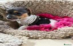 Jack Russell dogs for sale: Tiny Jack Russell pups  - Image 7