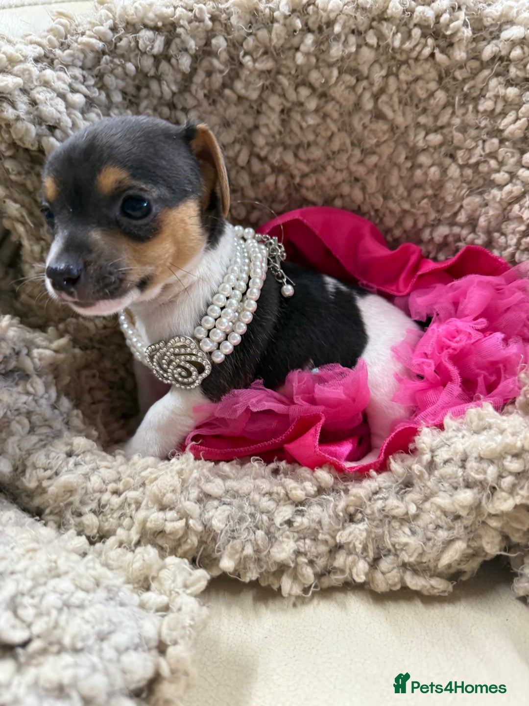 Jack Russell dogs for sale: Tiny Jack Russell pups  - Image 7